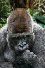 Western lowland gorilla (Gorilla gorilla gorilla) male silverback native to tropical rain forest in Central Africa