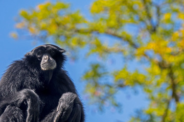 Siamang (Symphalangus syndactylus), arboreal black-furred gibbon native to the forests of Indonesia, Malaysia and Thailand