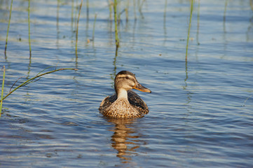 Female and Male duck swimming on a pond with green water while looking for food
