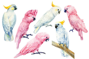 set of parrots, white and pink cockatoo on an isolated white background, watercolor illustration, clipart tropical birds