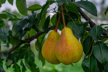 Large juicy pears grow on a branch in the summer garden