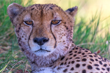 Gepard © wkbilder