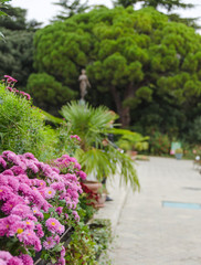 bunch of pink chrysanthemum