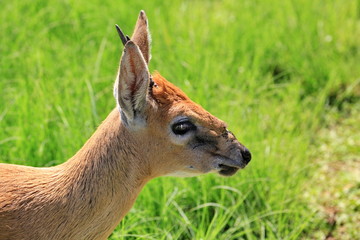 Duiker 1562
