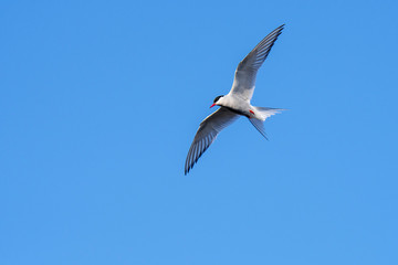 Fototapeta na wymiar Arctic tern (Sterna paradisaea) in flight against blue sky, Scotland, UK