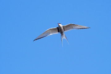 Arctic tern (Sterna paradisaea) in flight against blue sky