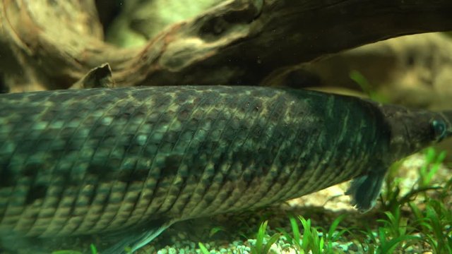 Fisch im Aquarium
