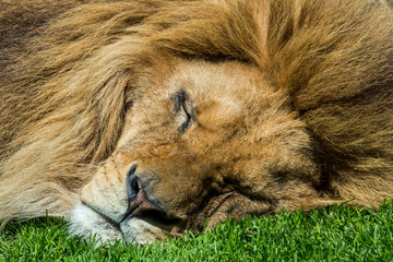 Close-up portrait of sleeping male African lion (Panthera leo) 