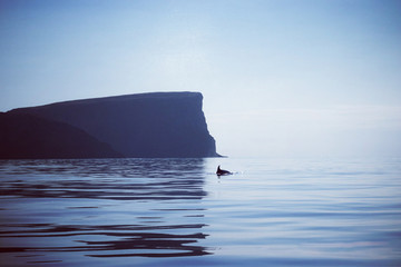 Delfin en la isla de la tranquilidad © Arturo