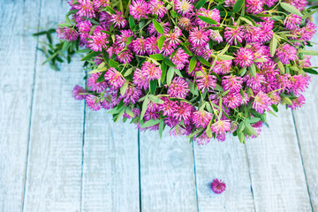 Trifolium pratense. Red Clover Flowers. Beautiful purple Wildflower bouquet. Medicinal plants.