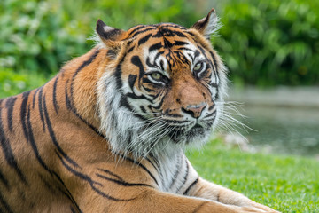Fototapeta na wymiar Sumatran tiger (Panthera tigris sondaica) close-up portrait, native to the Indonesian island of Sumatra, Indonesia