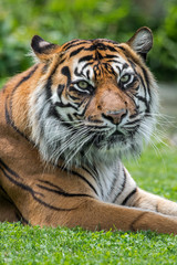 Sumatran tiger (Panthera tigris sondaica) close-up portrait, native to the Indonesian island of Sumatra, Indonesia