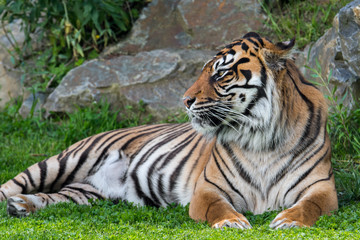Fototapeta na wymiar Sumatran tiger (Panthera tigris sondaica) native to the Indonesian island of Sumatra, Indonesia