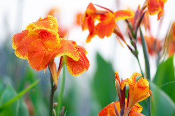 Blooming orange canna or canna lily in the garden.