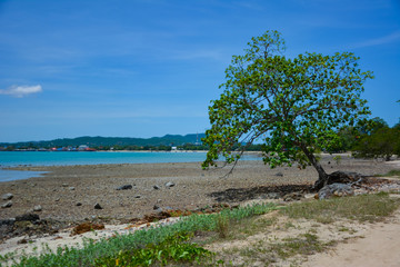 Tree on the rocky beach,The trees on the rocky beach against the backdrop of the blue sky in Bang...