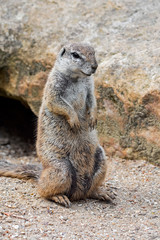 Cape ground squirrel (Xerus inauris) native to Southern Africa
