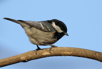 Fototapeta premium Marsh Tit, Poecile palustris, Parus 