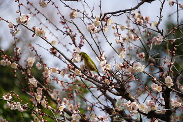 メジロと梅