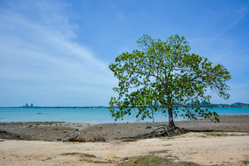 Tree on the rocky beach,The trees on the rocky beach against the backdrop of the blue sky in Bang Saray, Thailand.
