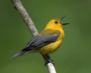 Prothonotary Warbler