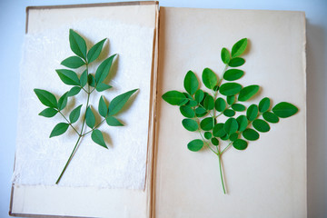 Nandina and moringa leaves on old book