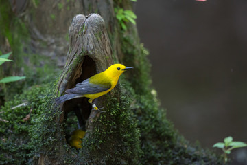 Prothonotary Warbler