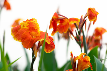 Fototapeta na wymiar Blooming orange canna or canna lily in the garden.