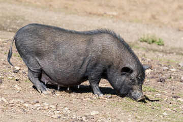 Female Vietnamese Pot-bellied pig / Lon I pig sow, endangered traditional Vietnamese breed of miniature domestic pig