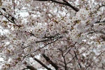 Sakura flowers festival,Spring Cherry blossoms white flowers on nature background at japan