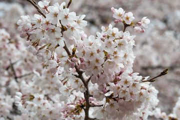 Sakura flowers festival,Spring Cherry blossoms white flowers on nature background at japan