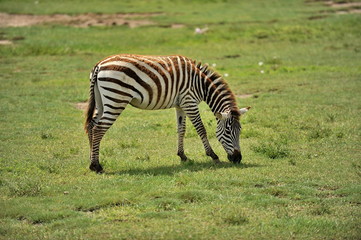 Zebras graze in a meadow in the African savannah.
