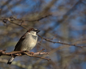 Male House sparrow ,Passer domesticus