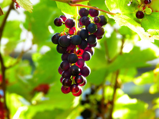 red grapes on the vine