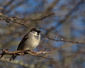 Naklejka premium Male House sparrow ,Passer domesticus
