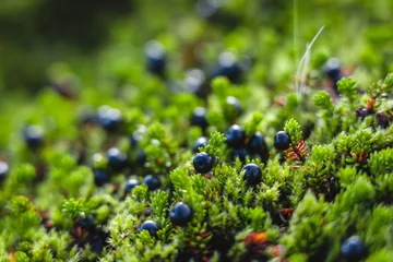 Wild crowberries seen in Icelandic highlands © Danny Wanders