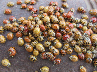 A group of Ladybugs or Asian Beetles, Loveliness, Selective Focus or Bokeh