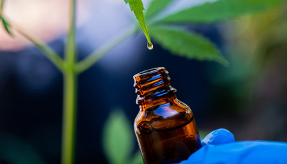 CBD hemp oil, drip, bio-medicine and ecology, hemp plant, herb, medicine, cbd oil from medical extraction