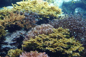 Fototapeta na wymiar サンゴ