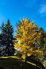 gelb und orange leuchtender Herbstbaum mitten im Wald