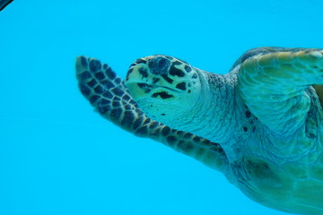 Obraz premium やっほー