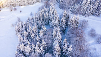 Aerial view of the forest at winter.