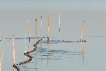Martin p&ecirc;cheur sur l'&eacute;tang du Vaccar&egrave;s, Camargue