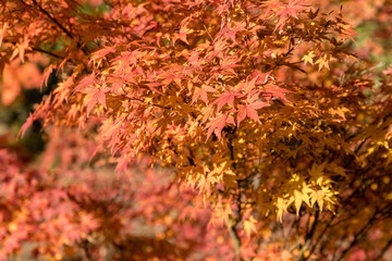 Vivid red leaves of the Japanese maple tree (Acer palmatum)