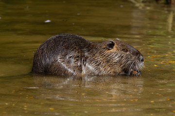 nutria in the water as a close up photo