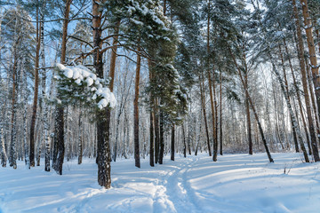 Winter forest, trees under a layer of snow.
