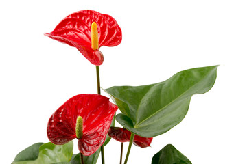 Flamingoblume (anthurium scherzerianum)