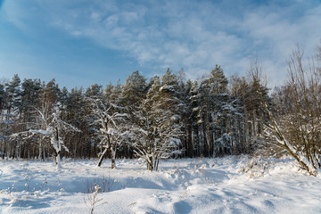 Winter forest, trees under a layer of snow.