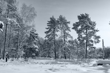 Winter forest, trees under a layer of snow.
