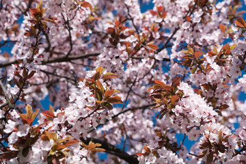 Cherry blossom in full bloom against blue sky. Spring background. Soft focus