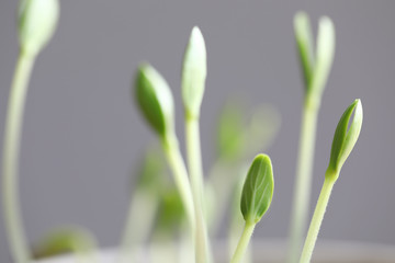 Close-up of group of sprigs growing out from organic soil. Small seedling in springtime. Fresh shoots beginning new life. Agriculture, botany and ecology concept